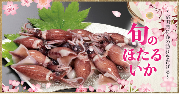 ほたるいか